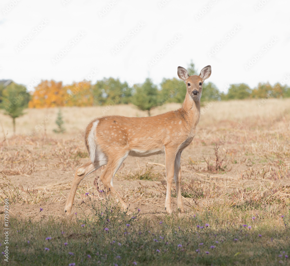 Closeup of a Whitetail fawn about to lose its spots and aquiring a winter coat Closeup of a Whitetail fawn about to lose its spots and aquiring a winter coat