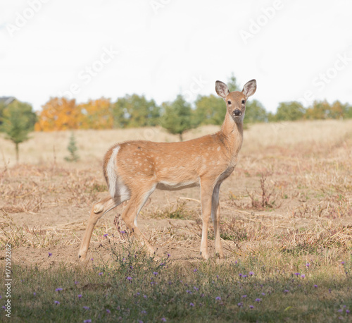 Closeup of a Whitetail fawn about to lose its spots and aquiring a winter coat