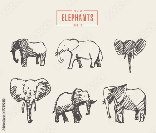 Set realistic elephants hand drawn vector sketch