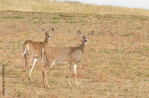 Pair of Whitetail does closeup