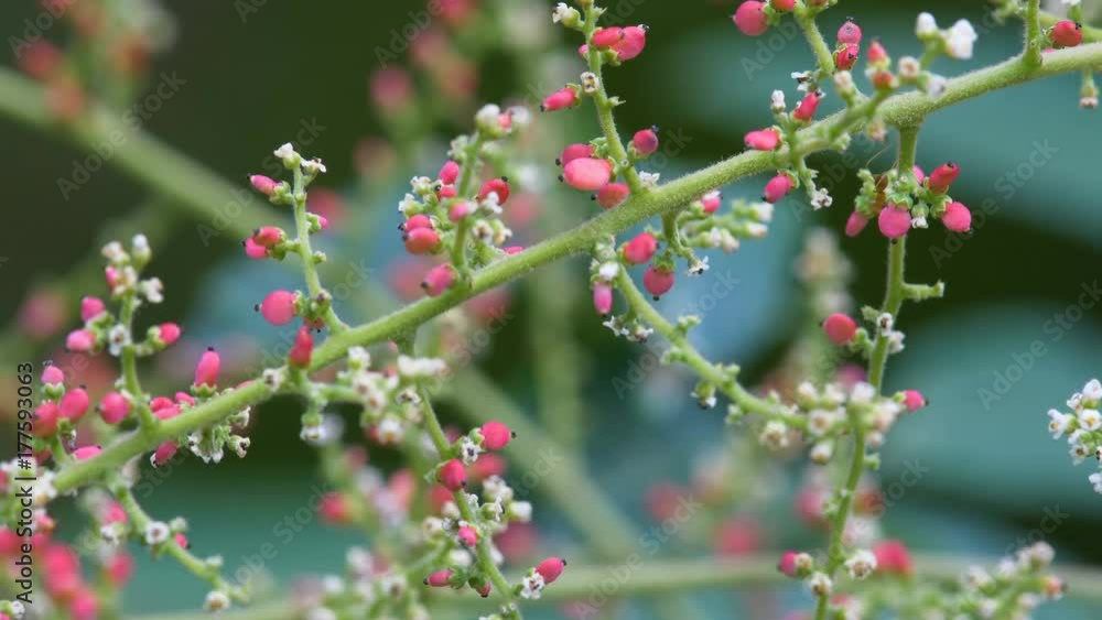 Ant eating flower by 4k resolution Ant eating flower by 4k resolution