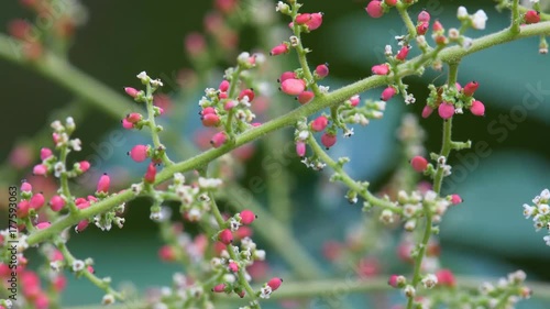 Ant eating flower by 4k resolution
