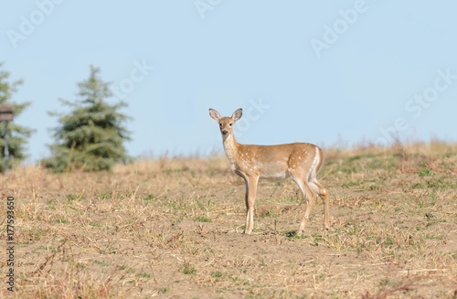 Young Whitetail fawn  odocoilus virginianus 