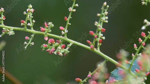 Ant eating flower by 4k resolution
