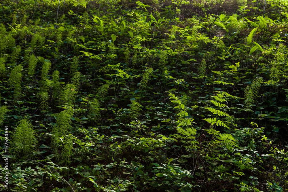 Forest floor vegetation illuminated by sunlight - obrazy, fototapety, plakaty 