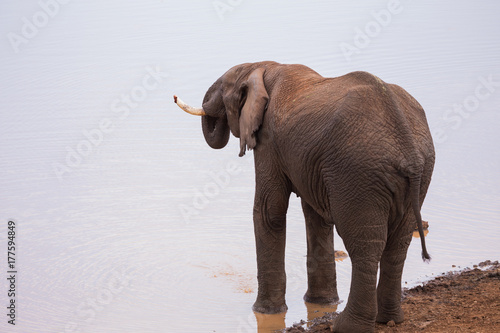 elephants in Aberdare National Park in Kenya Africa