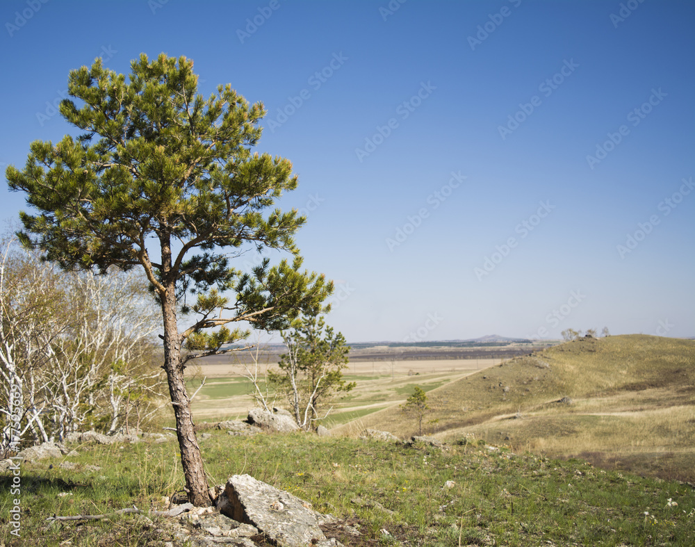 Pine. The tree stands on a rock covered with grass.