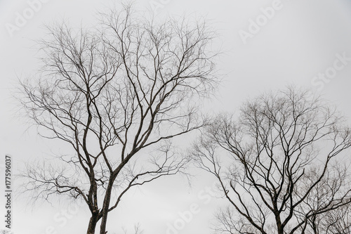 Wallpaper Mural Leaves less trees in Noboribetsu Date JIdaimura Historic Village at Hokkaido, Japan. Torontodigital.ca