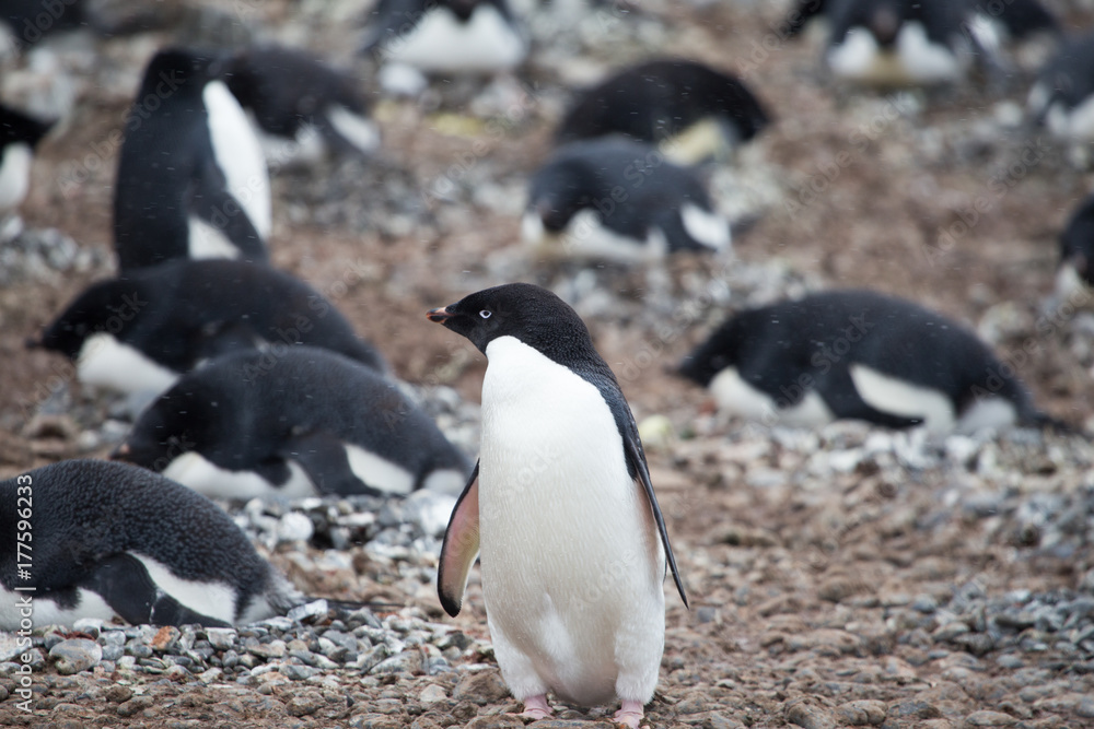 Naklejka premium Adelie Penguin inside a colony