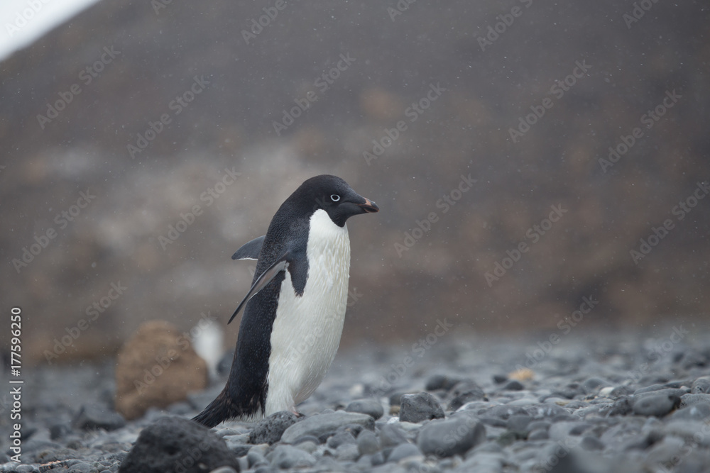 Fototapeta premium Adelie Penguin walking on rocks