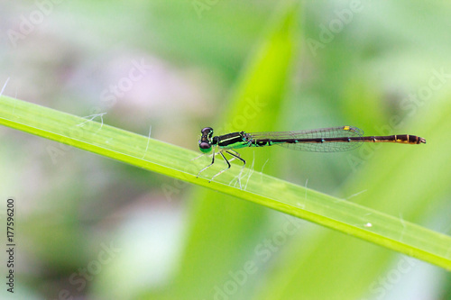 Small green dragonfly with blur background, Beautiful dragonfly macro, Close-up dragonfly