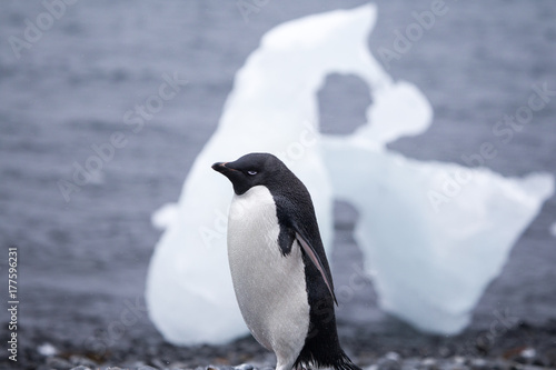 Adelie Penguin © robert