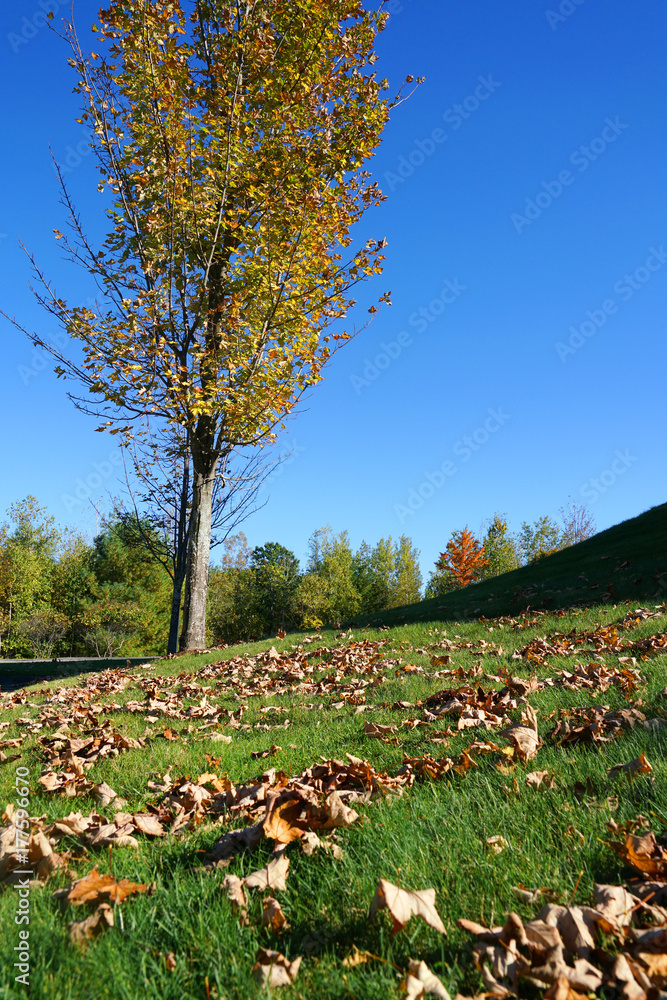 Autumn tree and fallen leaves on the lawn