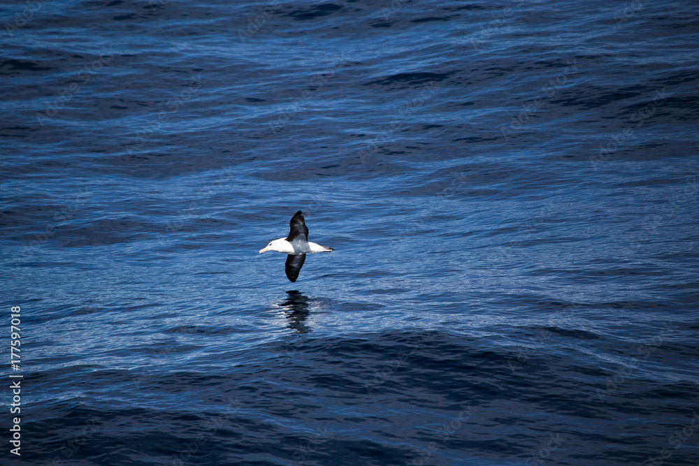 A black browed albatross in the air A black browed albatross in the air