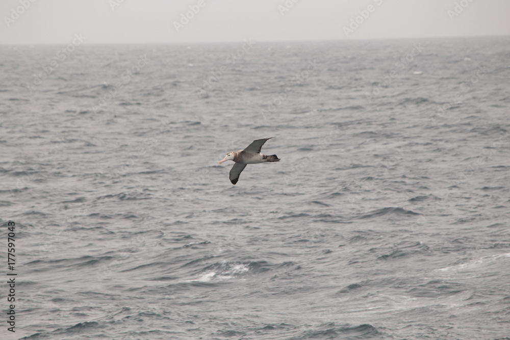 A wandering Albatross