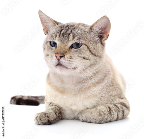 Cat on a white background © Anatolii