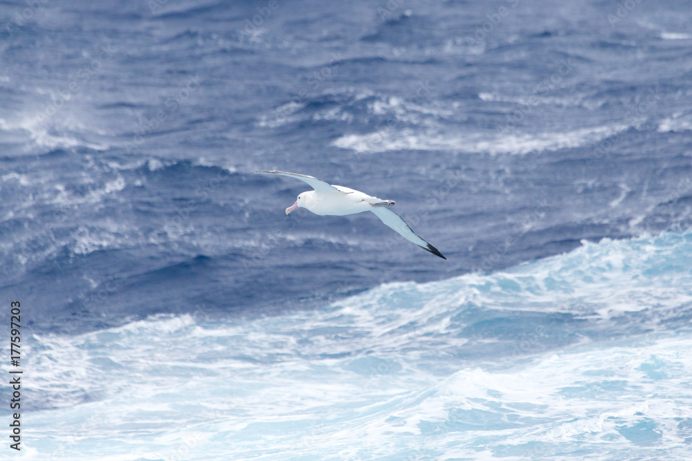 Fototapeta premium A wandering Albatross at sea