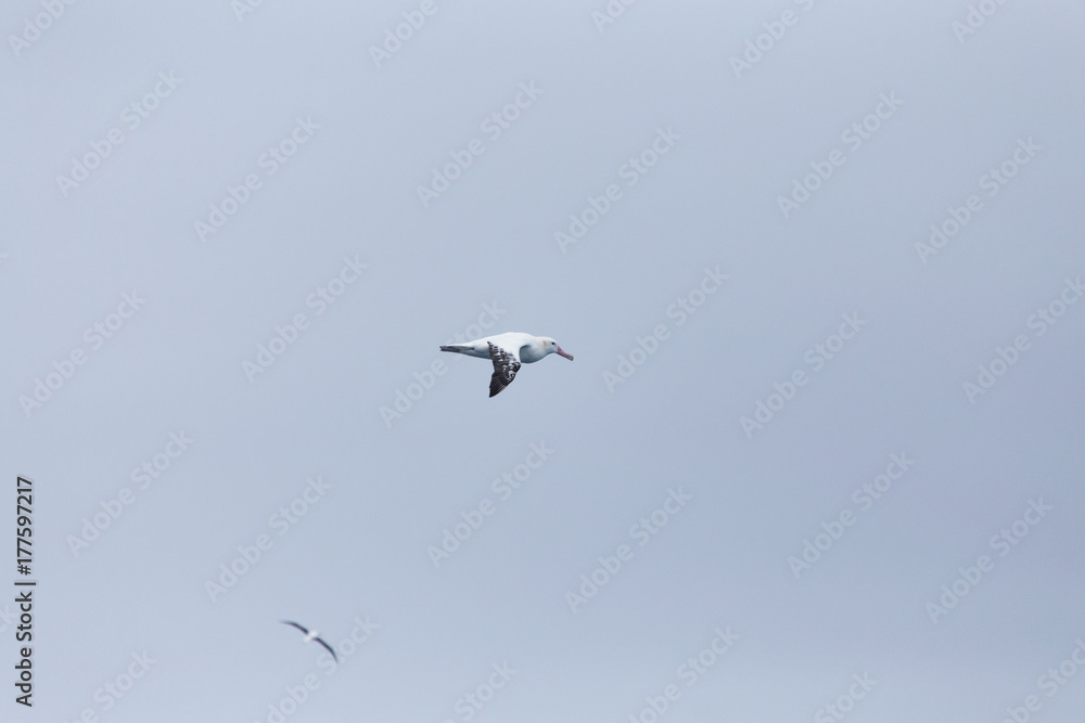 A wandering Albatross at sea