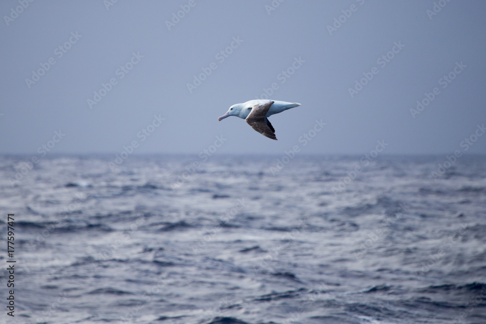 A wandering Albatross at sea A wandering Albatross at sea