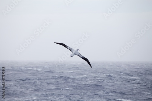 A wandering Albatross at sea