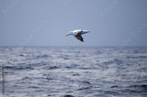 A wandering Albatross at sea