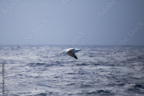A wandering Albatross at sea © robert