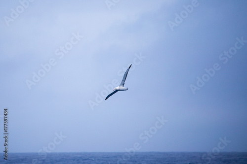 A wandering Albatross at sea