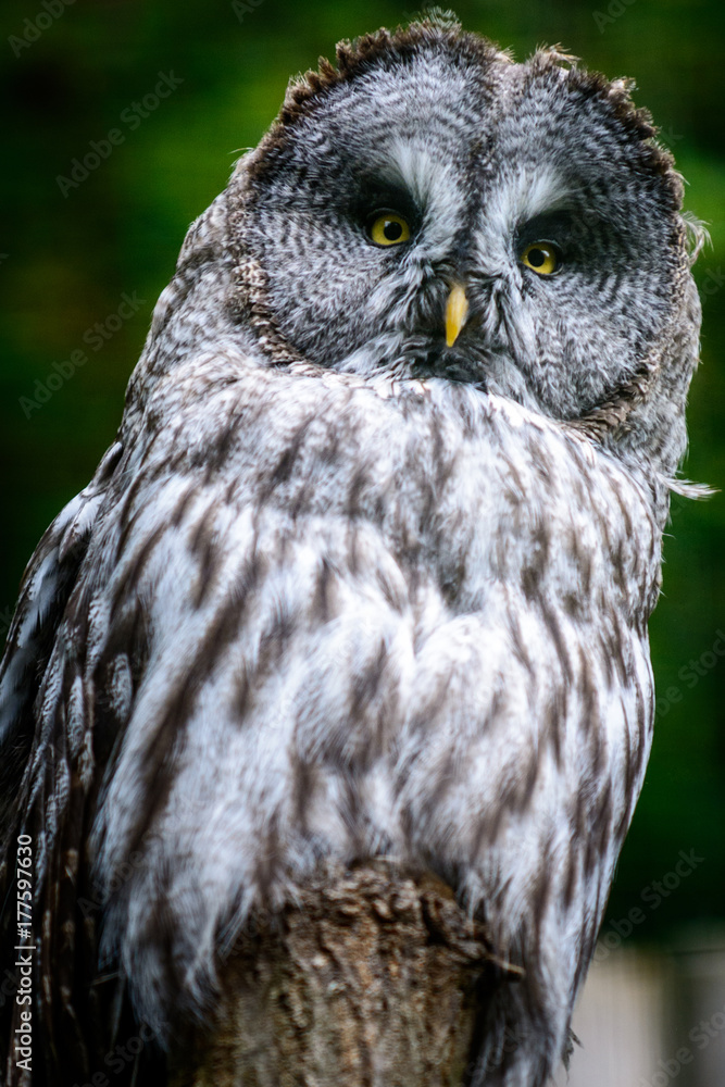 Looking Ural owl Looking Ural owl
