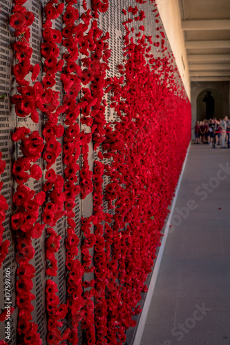 Poppies on the Wall