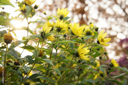 Cucumberleaf sunflower or helianthus debilis cucumerifolius yellow flowers in sunlight photo