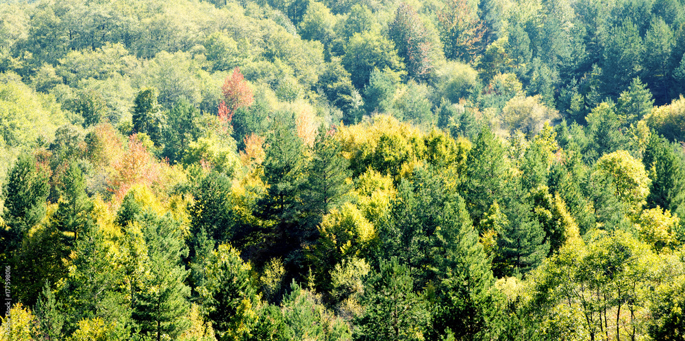 beautiful autumn trees. Autumn Landscape beautiful autumn trees. Autumn Landscape