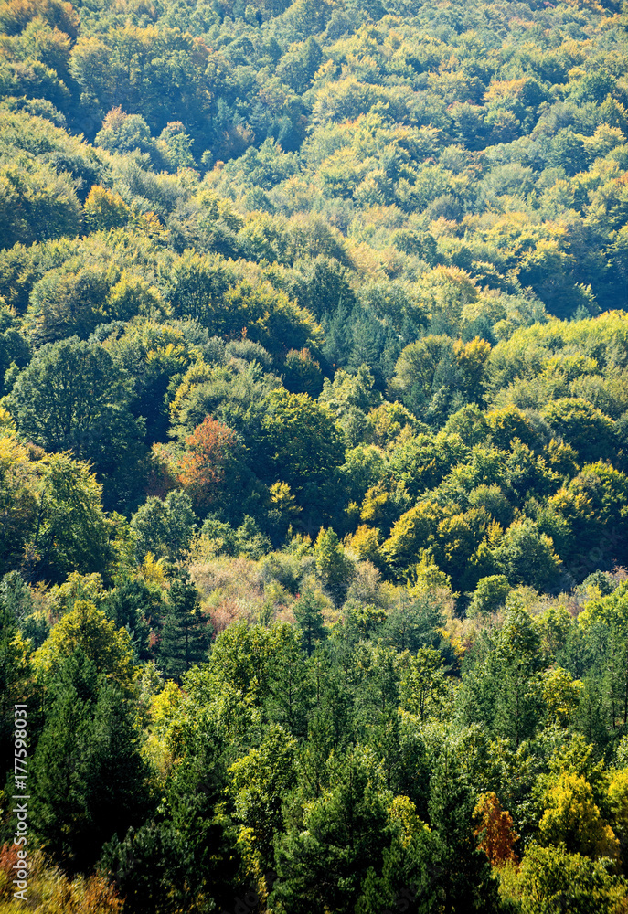 beautiful autumn trees. Autumn Landscape beautiful autumn trees. Autumn Landscape