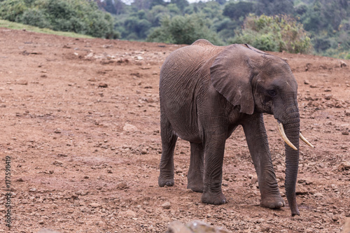 elephant in Aberdare National Park  Kenya