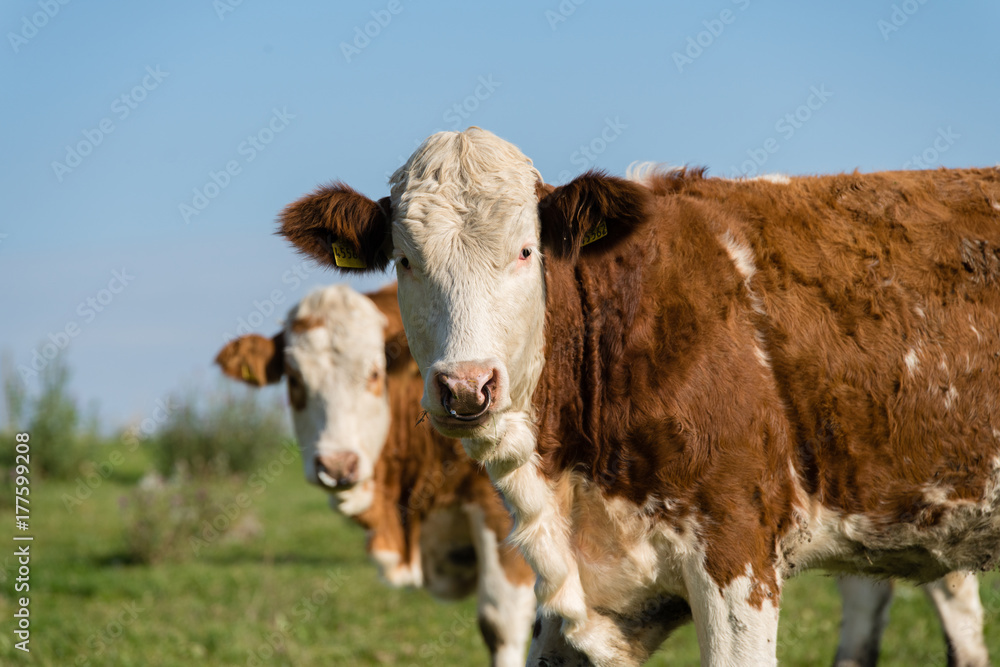 Neugierige, junge Kühe mit Nasenring auf der Weide Neugierige, junge Kühe mit Nasenring auf der Weide