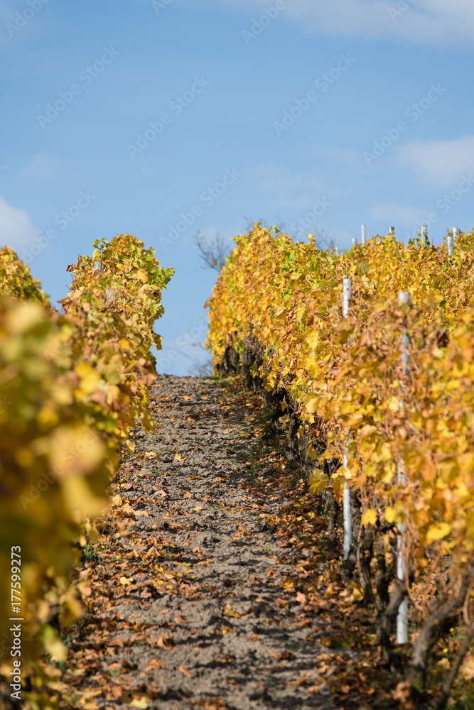 Naklejka premium Weinberg im Herbst