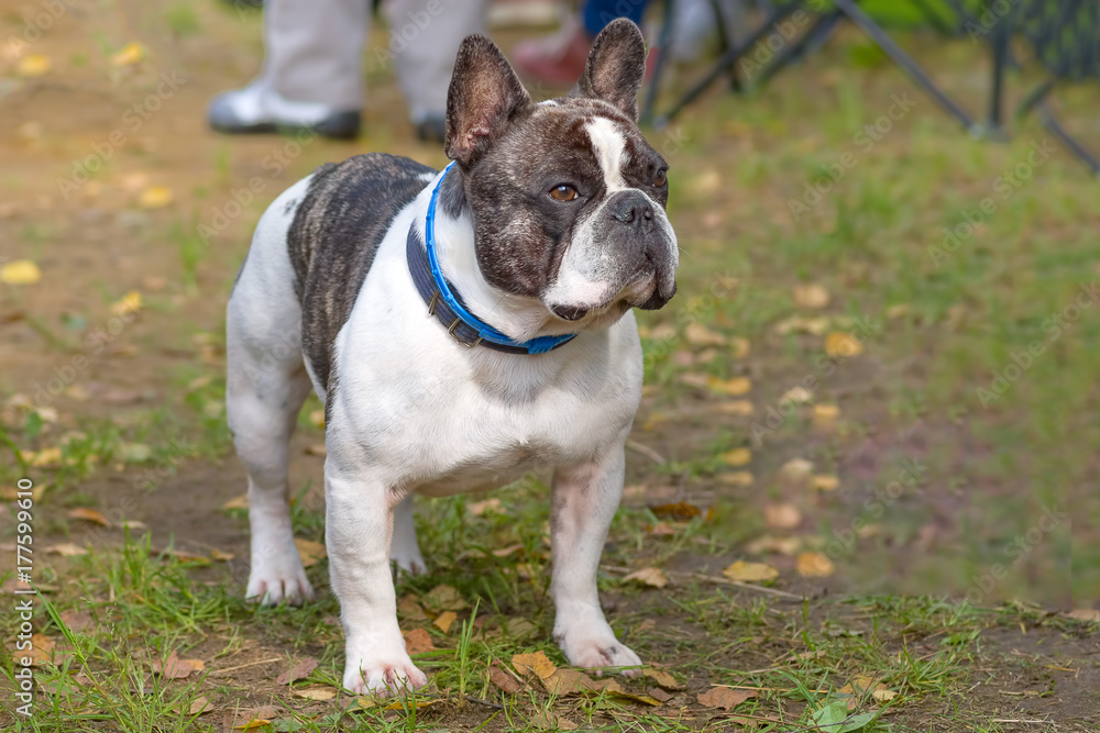 Fototapeta premium French Bulldog Close-up