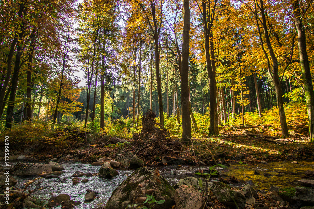 Trees in the forest in colorful autumn colors