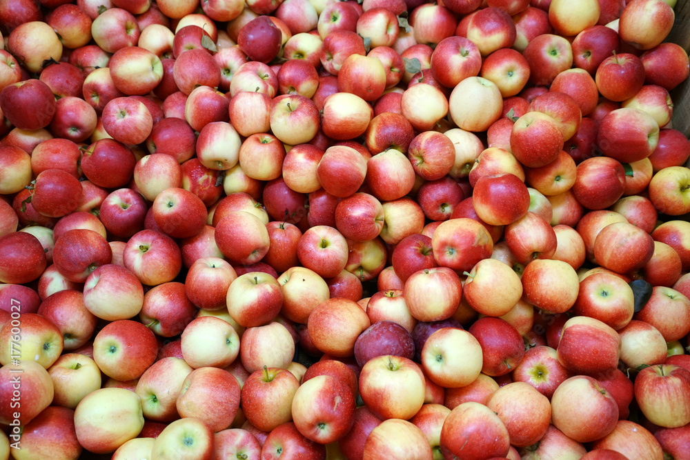 Fresh picked Gala apples background in the harvest season Fresh picked Gala apples background in the harvest season