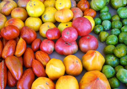 Colorful fresh tomatoes in harvest season for sale