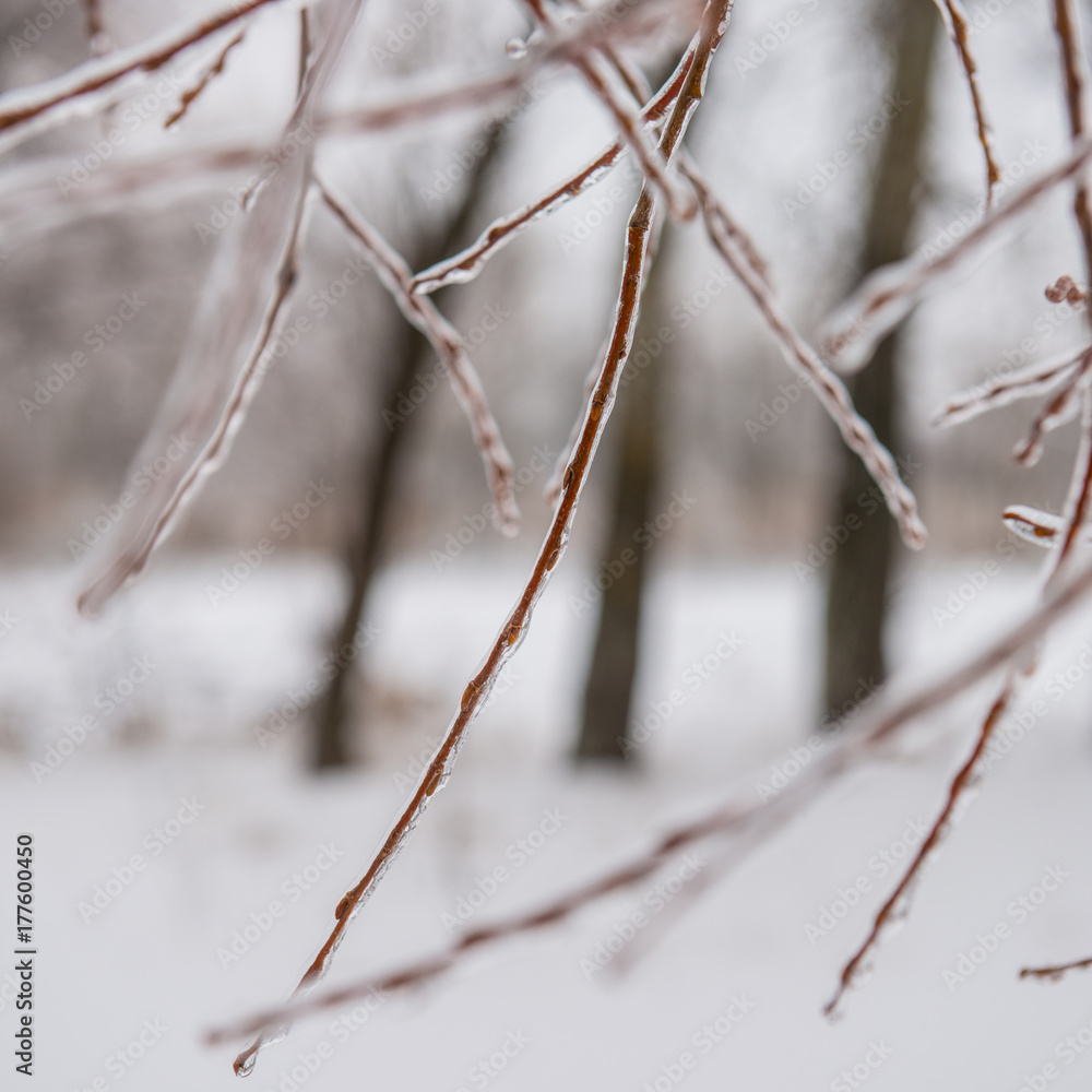 branches covered with snow and ice branches covered with snow and ice