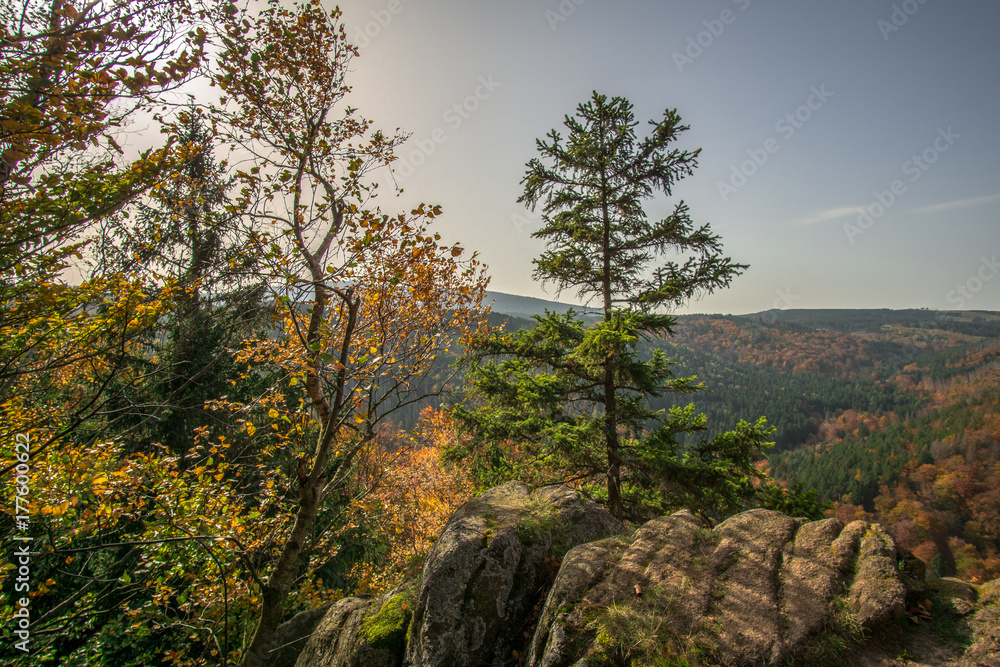 Fototapeta premium Trees in the forest in colorful autumn colors