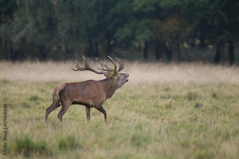 Red deer - Rutting season Red deer - Rutting season