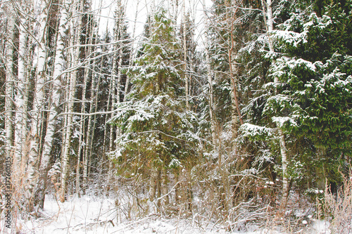 Pine forest. Winter.