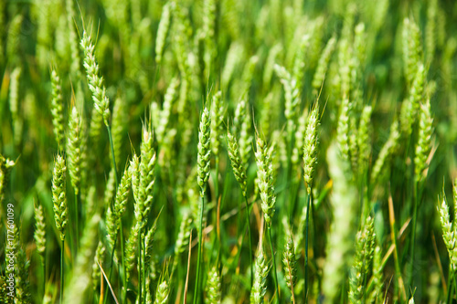 Ripening wheat field