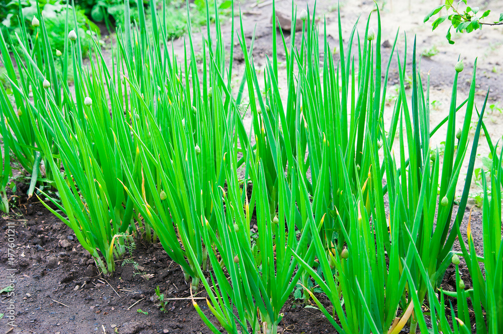 Green onion in the garden Green onion in the garden
