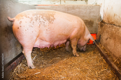 Pig in farm photo