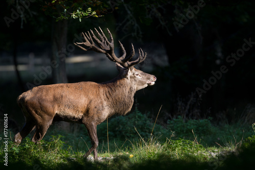 Red deer - Rutting season © Paolo