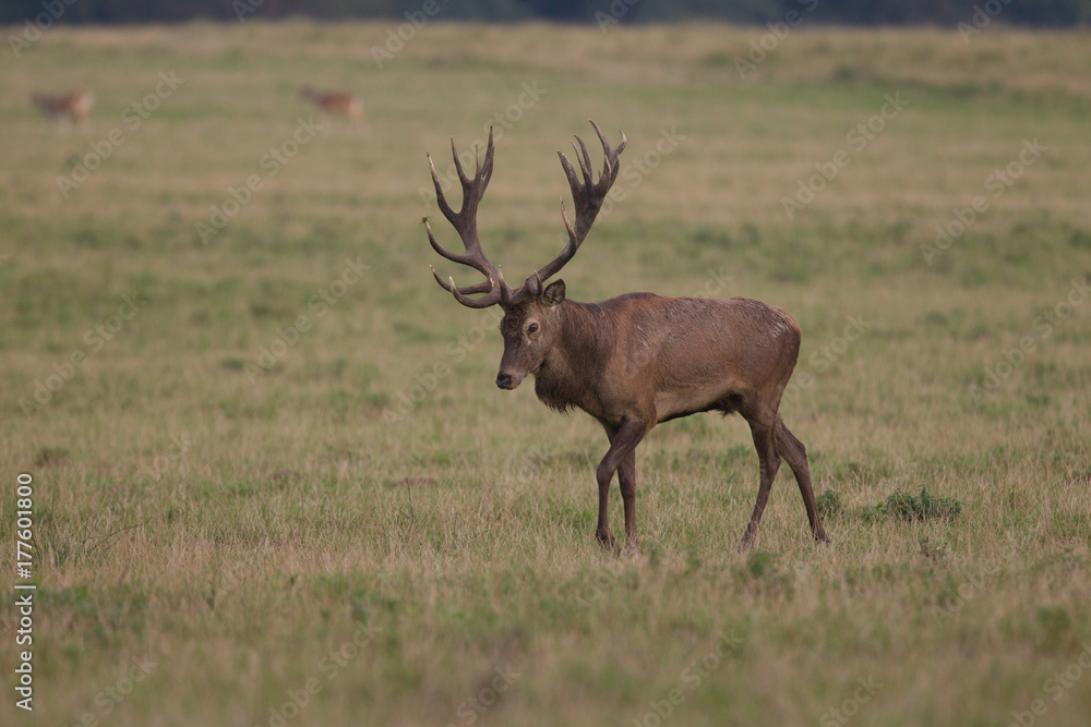 Red deer - Rutting season Red deer - Rutting season