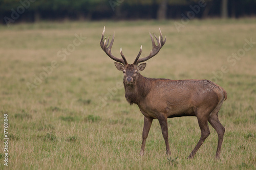 Red deer - Rutting season © Paolo