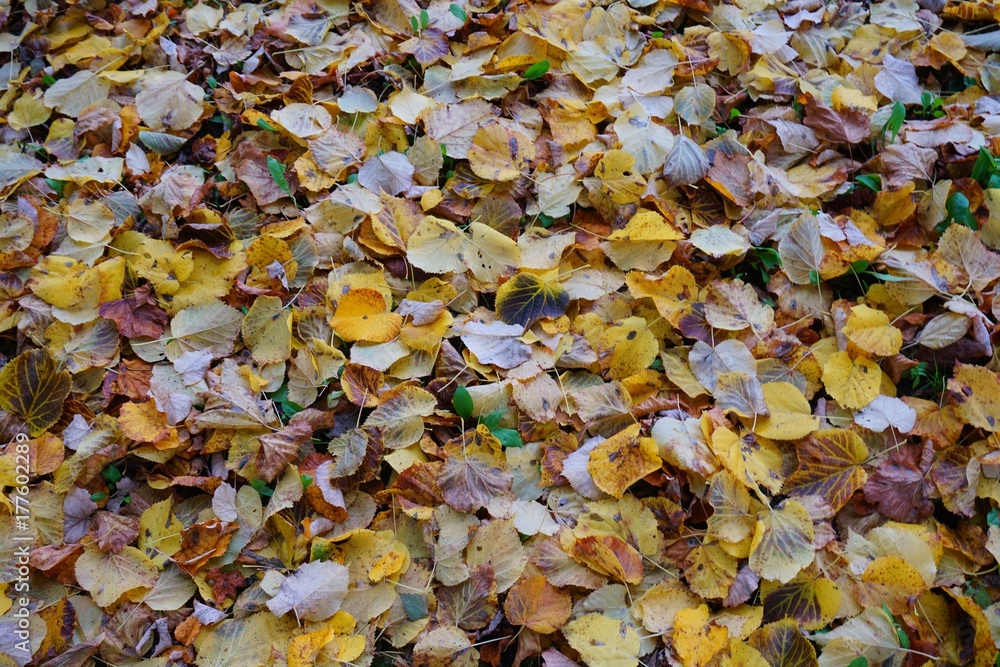 Autumn leaves background - The rustling leaves underfoot
Autumn leaves background - The rustling leaves underfoot